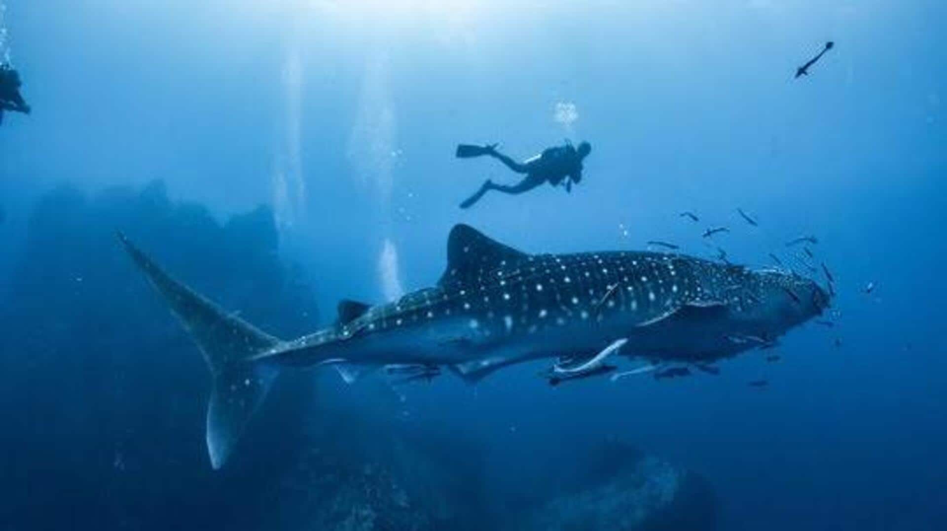 Swimming with whale sharks in Mozambique: A must-try 