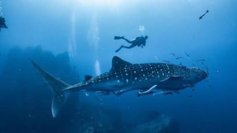 Swimming with whale sharks in Mozambique: A must-try 