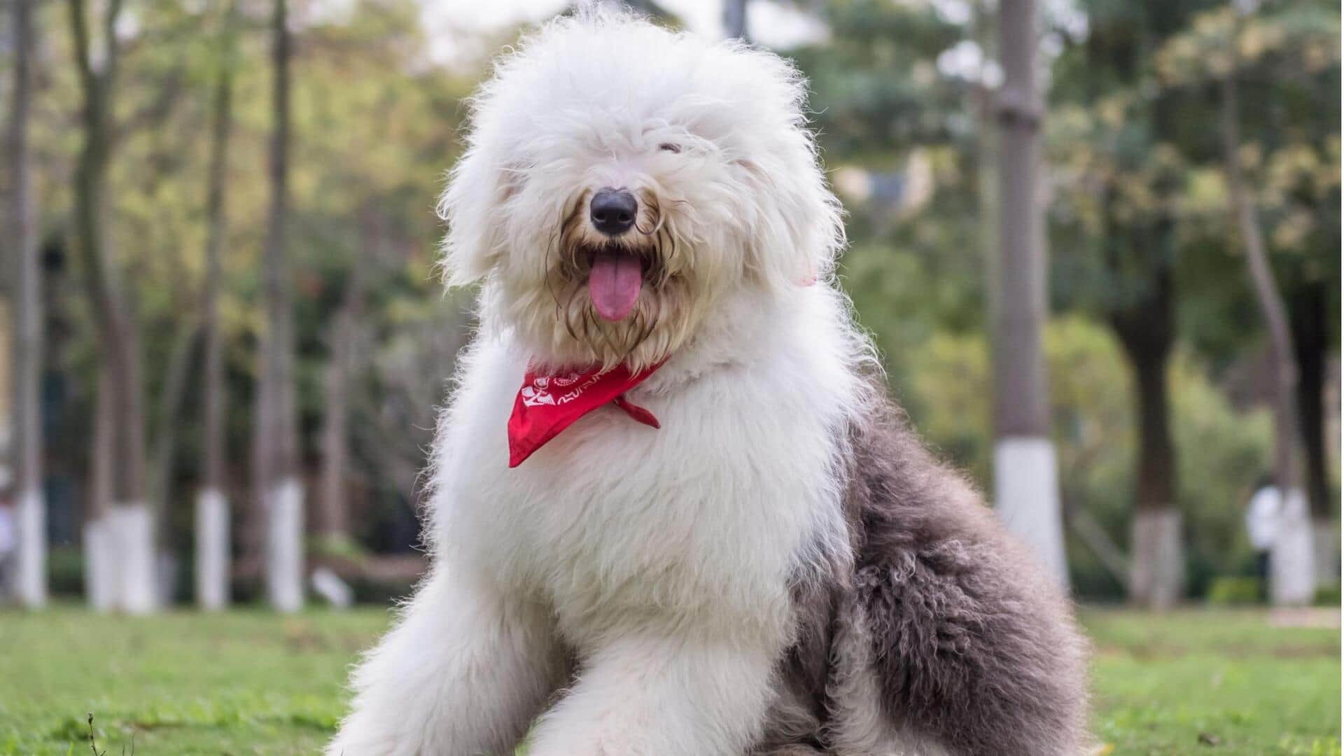 Care tips for your Old English Sheepdog