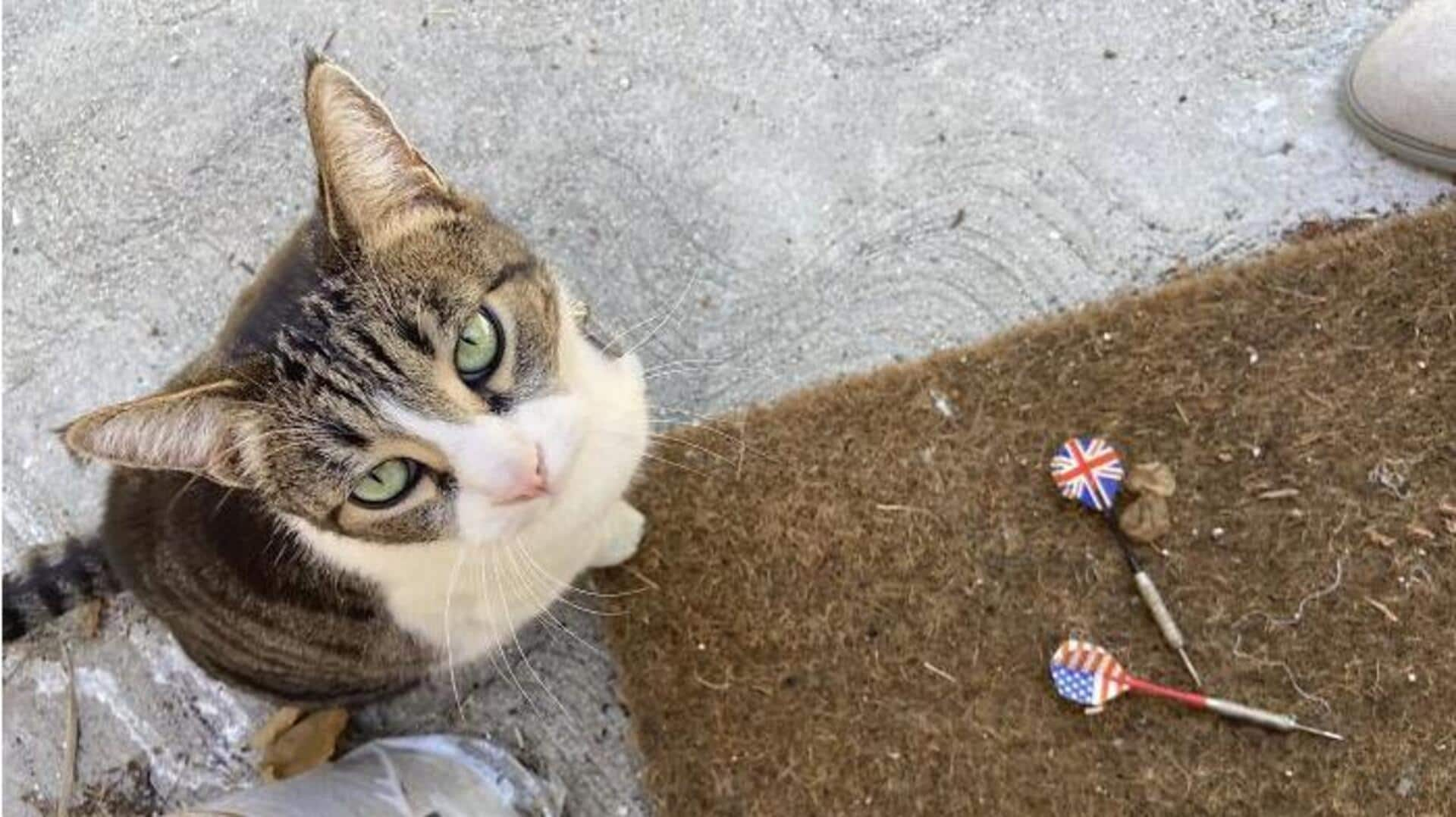 Why do cats steal random stuff? Scientists take a look