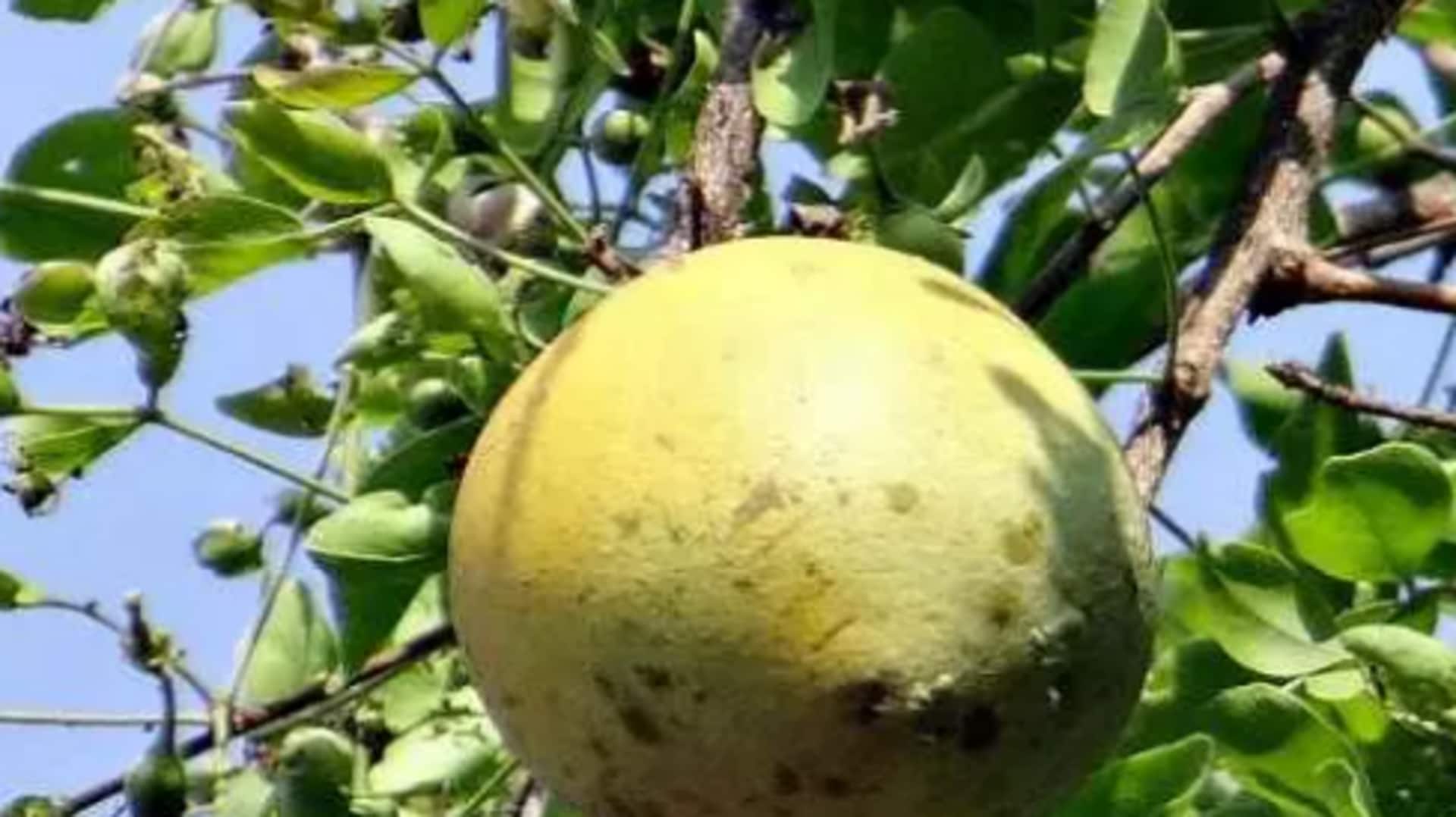 5 delicious ways to enjoy bael fruit 5 delicious ways to enjoy bael fruit