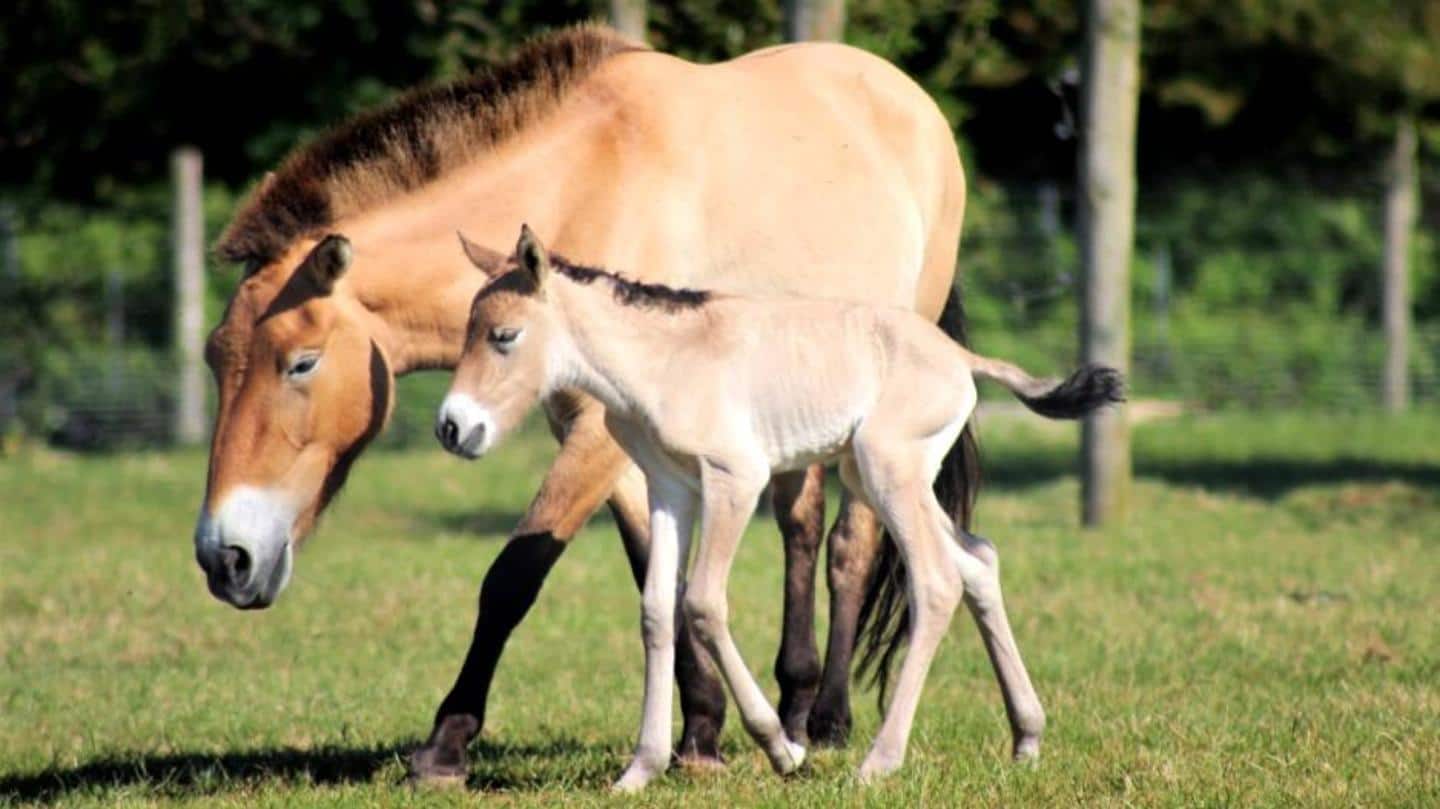British zoo welcomes foal of rare Central Asian wild horse