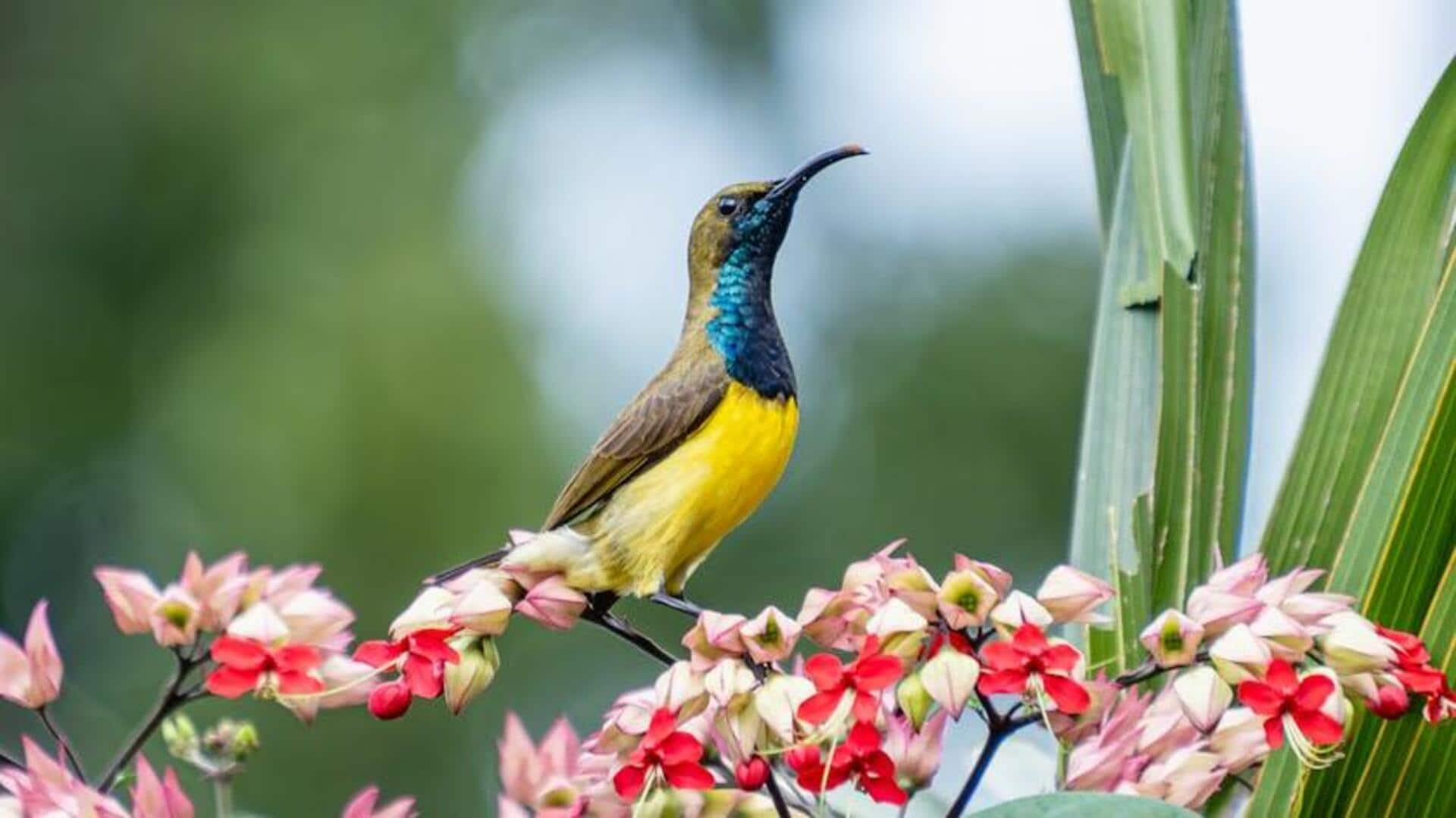 Bioacoustic birdwatching: Jungle sound safaris