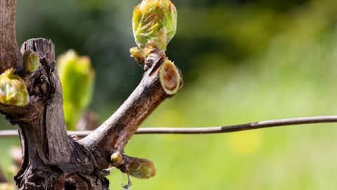 Why you should know about grapevine sap 