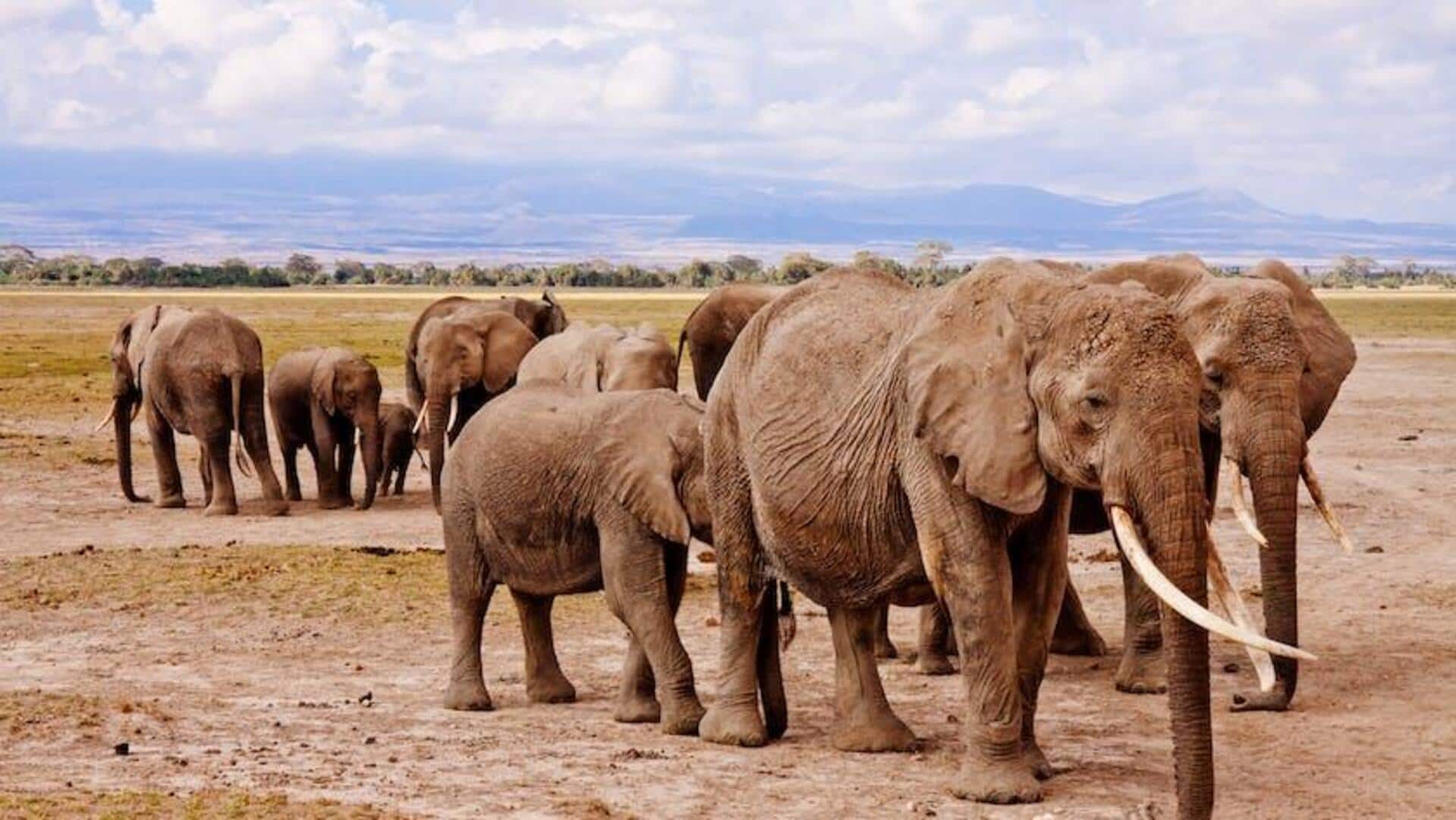 World Elephant Day: Fun facts about the largest land mammal