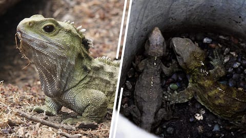 Meet Henry, a 130-year-old tuatara with 3 eyes, 2 girlfriends