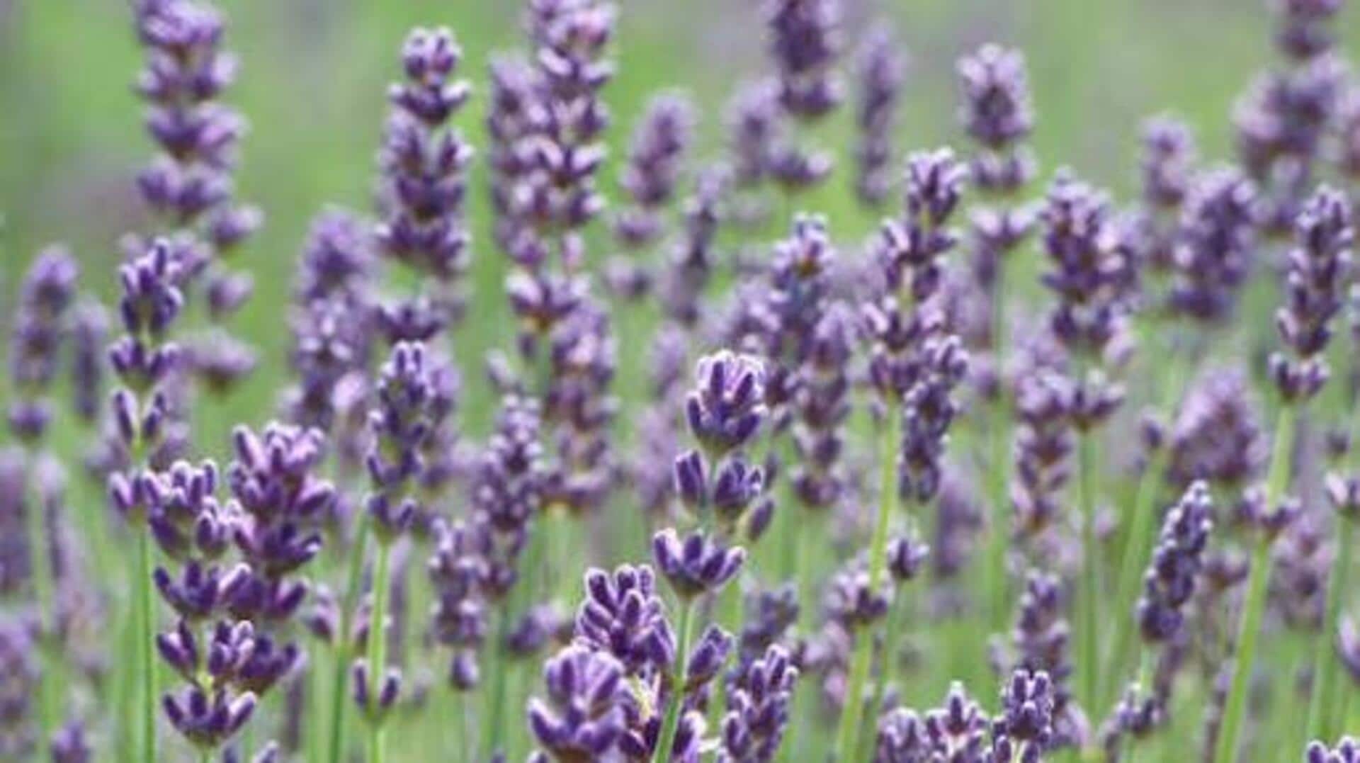 How to grow English lavender indoors