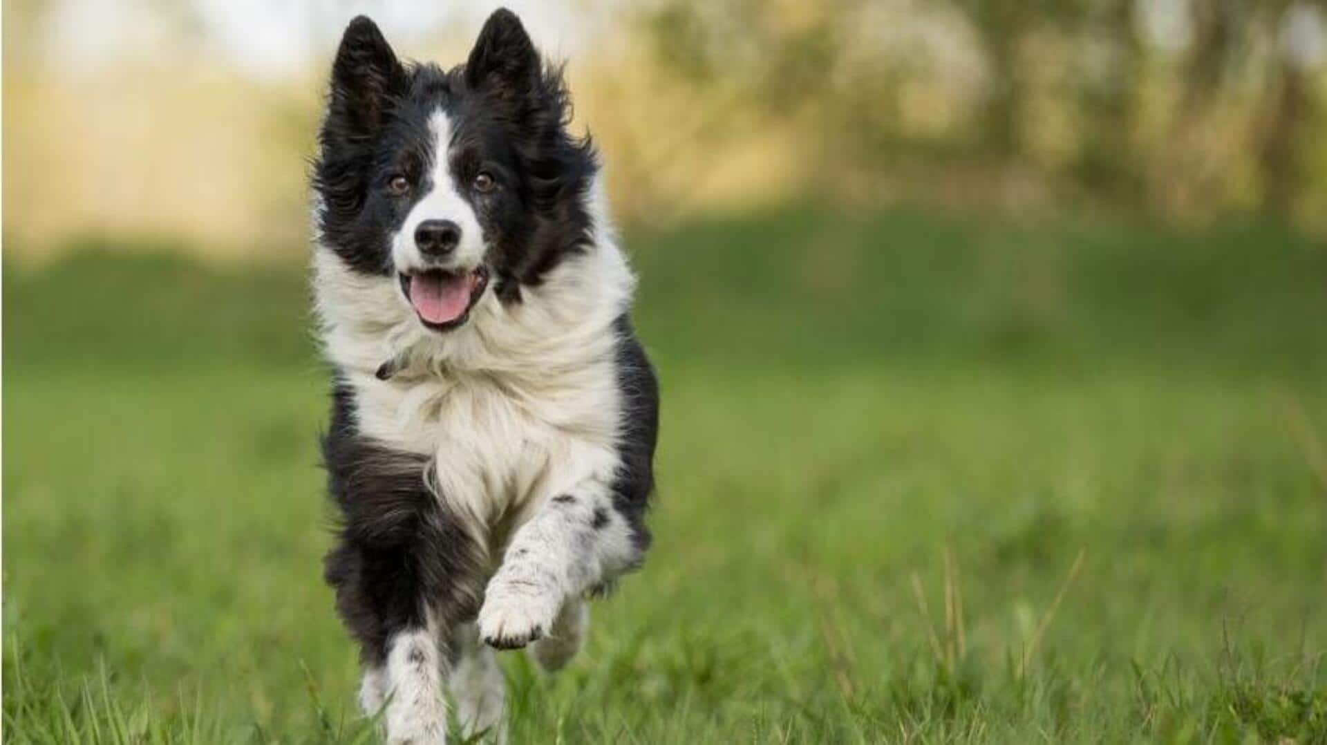 Here's how you can improve your Border Collie's agility