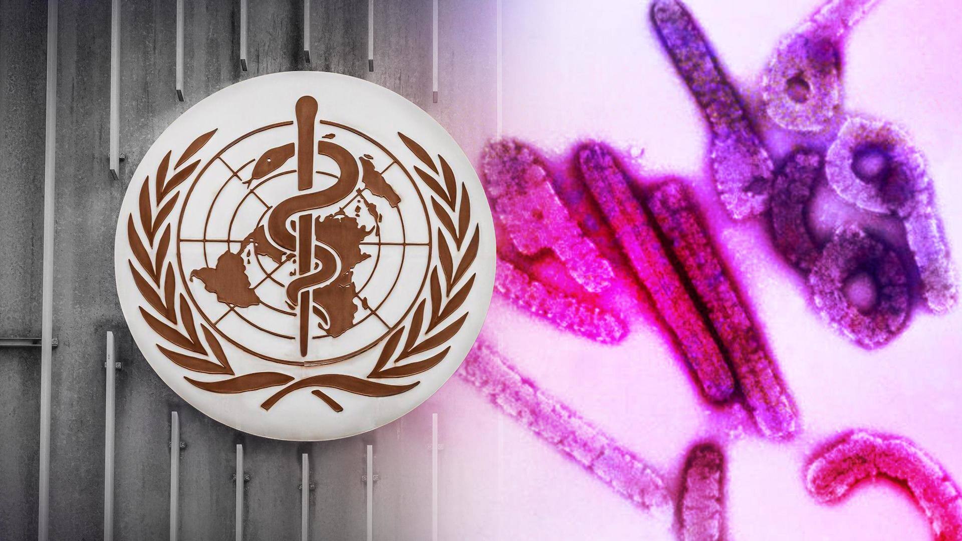 WHO confirms Marburg disease outbreak in Equatorial Guinea: Details here