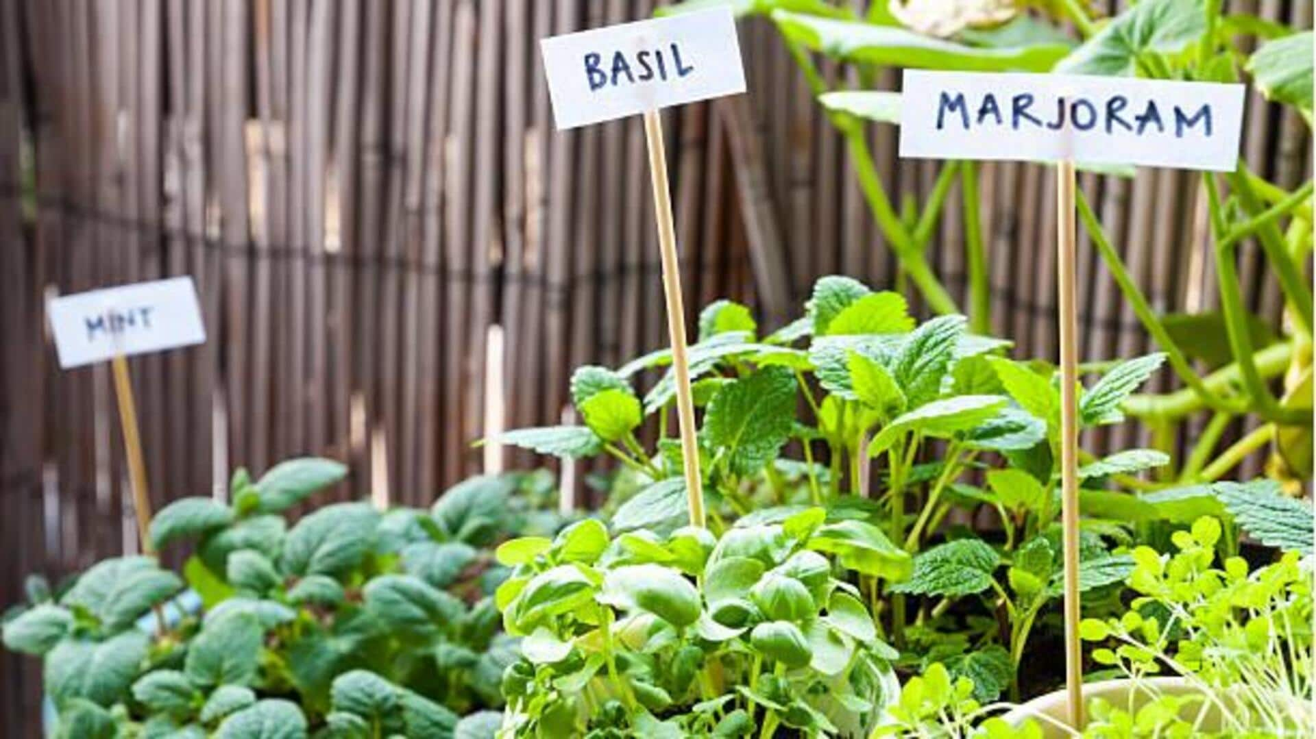 Grow your own herb garden with these tips