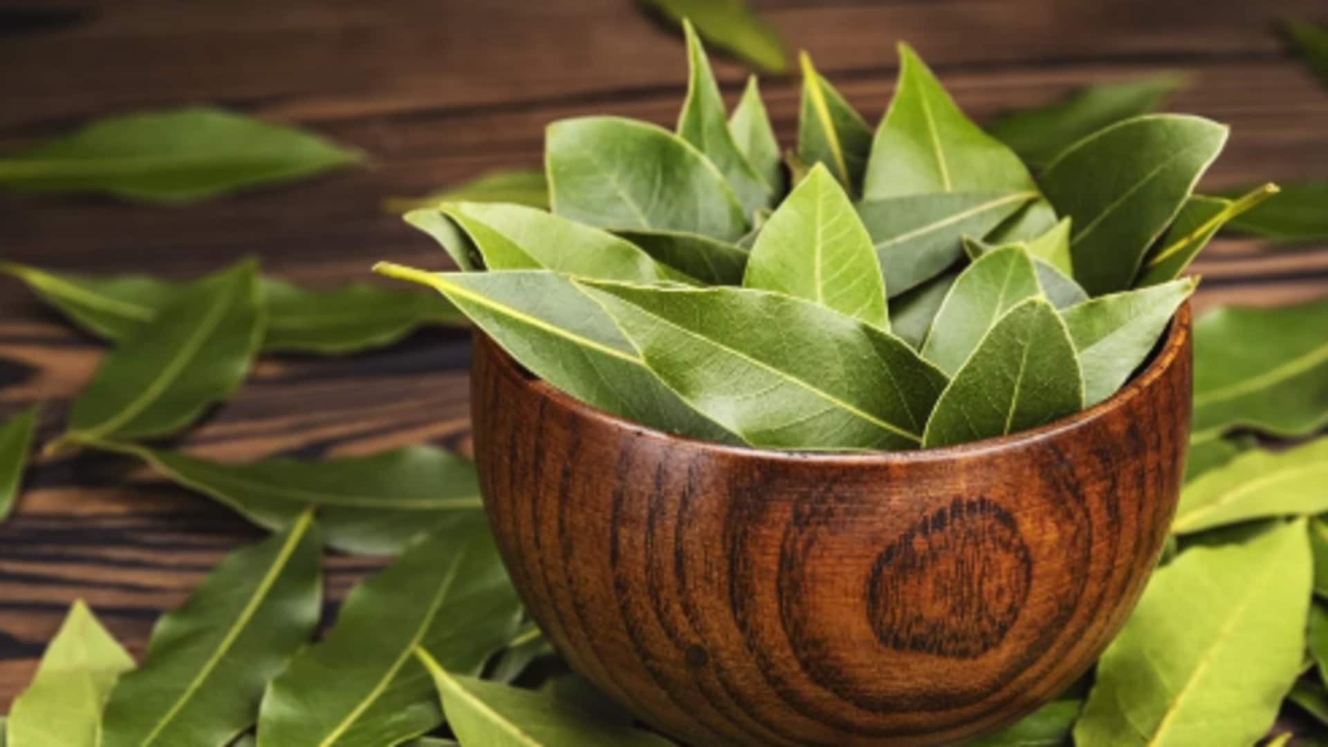 How to grow bay leaf at home How to grow bay leaf at home