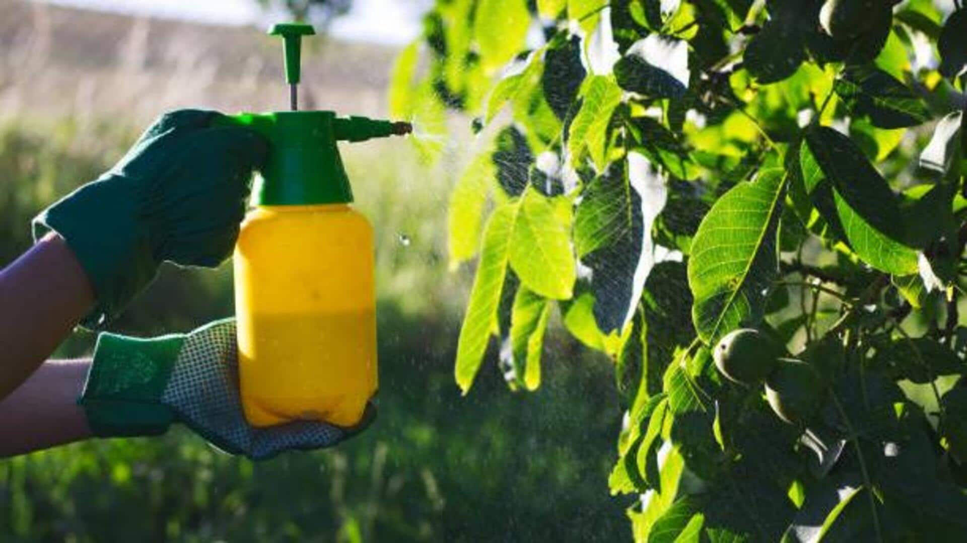 Natural pest control: 5 easy plant sprays