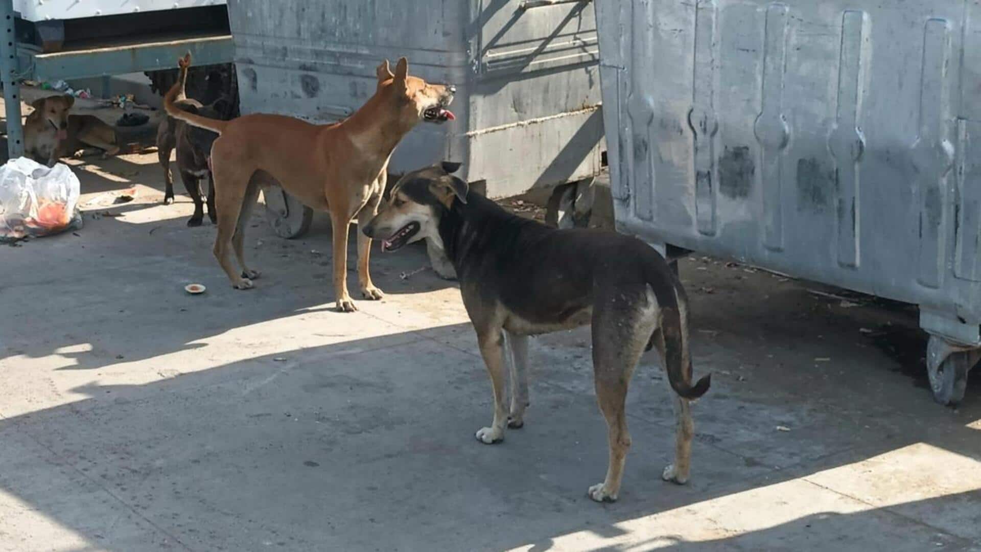 Stray dog mutilates corpse kept on Telangana mortuary floor