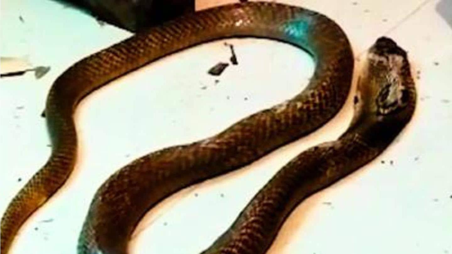 The case was initially dismissed as snakebite; later reopened The case was initially dismissed as snakebite; later reopened
