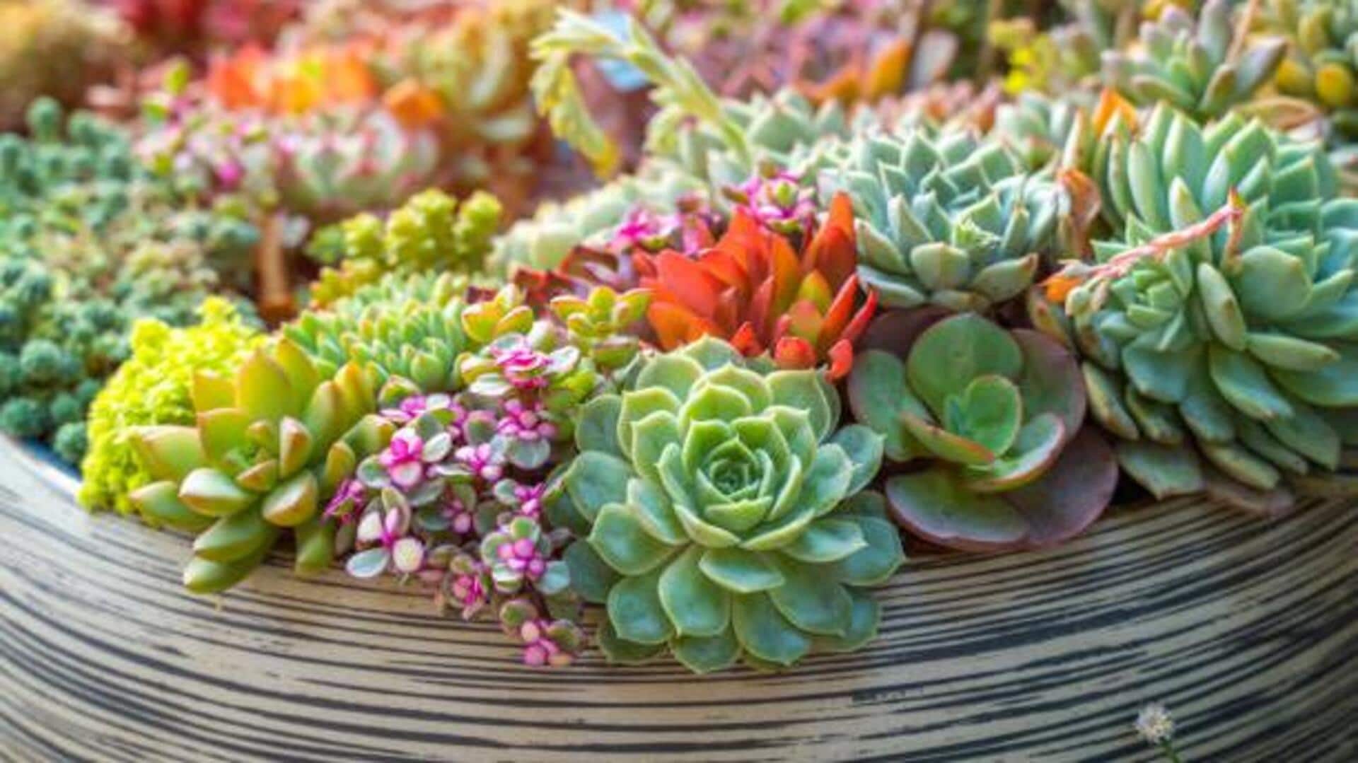 5 succulents perfect for tiny spaces 5 succulents perfect for tiny spaces
