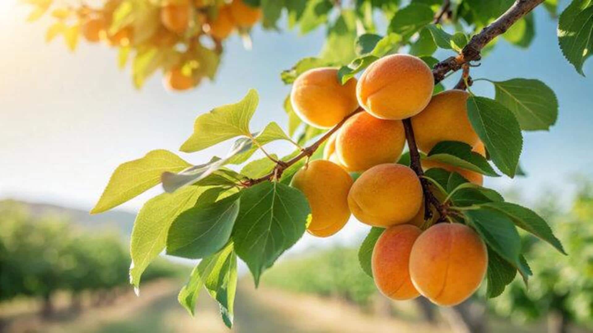 Why you should know about wild apricot