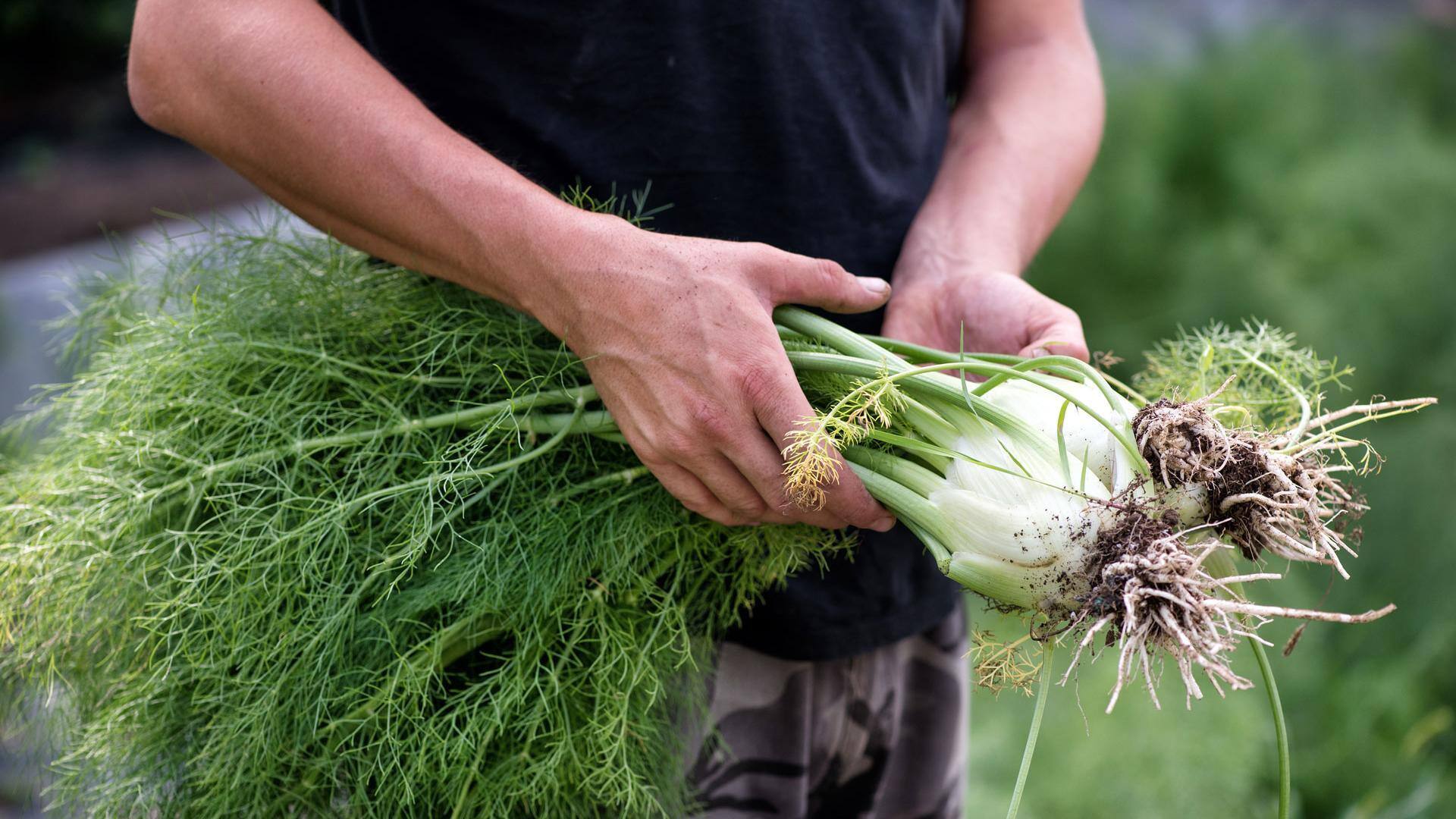 Fennel bulbs: 5 recipes you'll love
