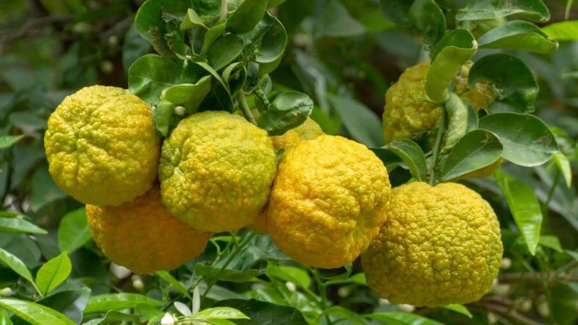 Growing bergamot at home is easy—here's how