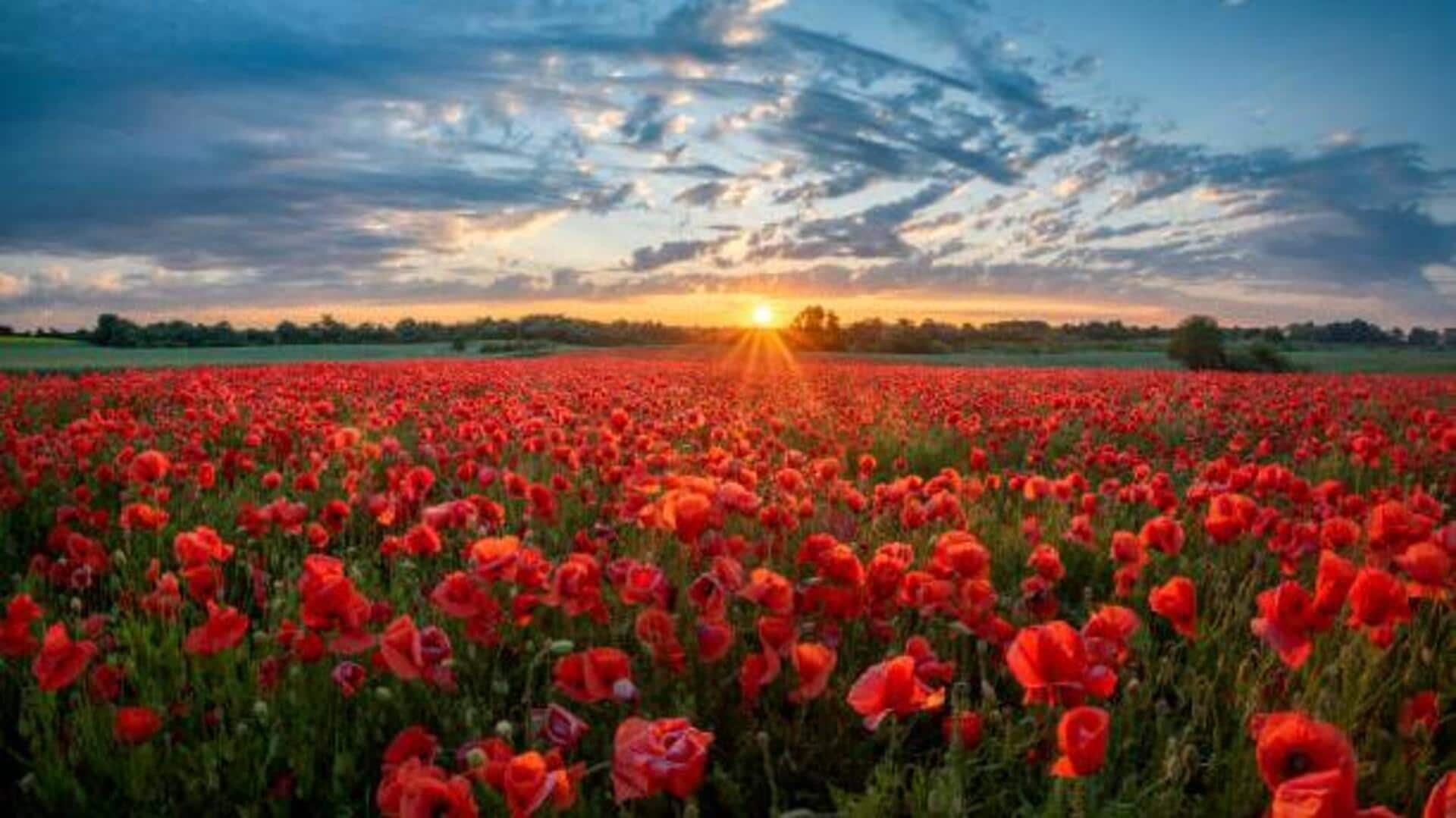 Breathtaking flower fields to visit in Hokkaido