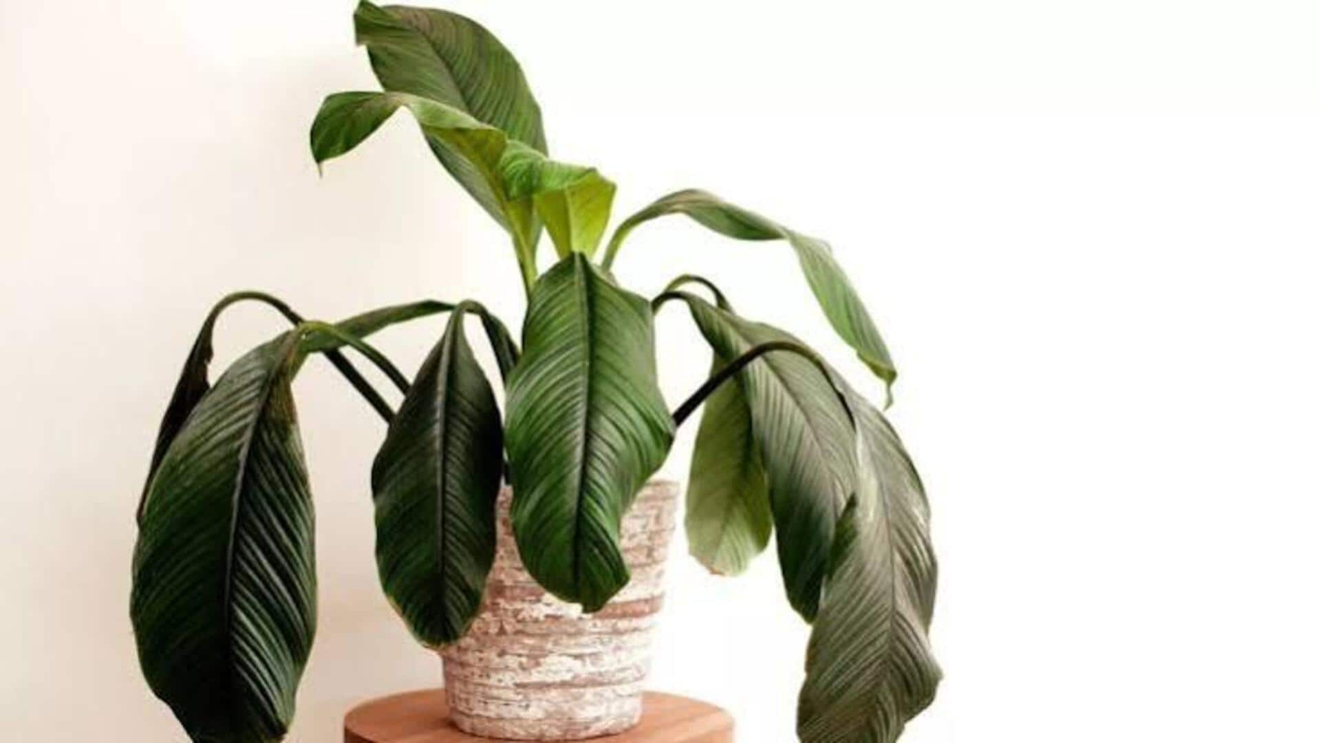 Fix wilting plants with these 5 household items