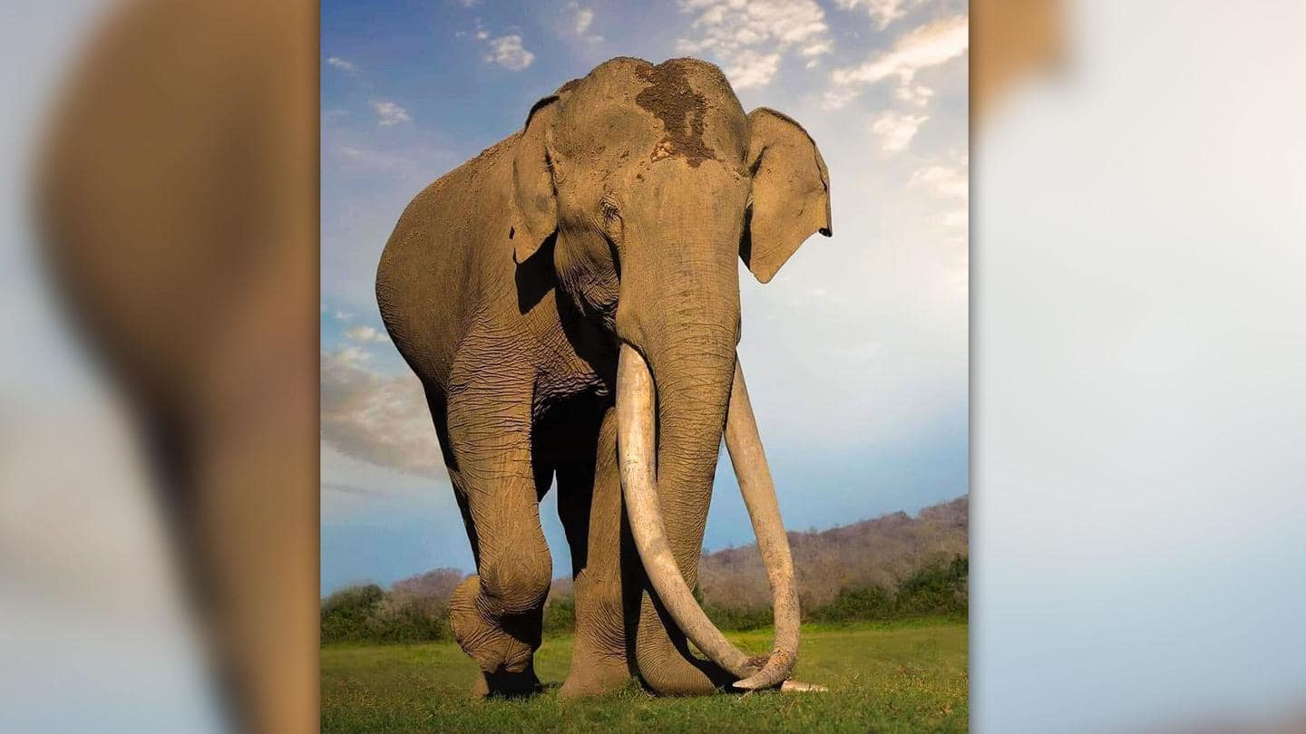 Netizens mourn passing of 'Bhogeshwara,' Asian elephant with longest tusks