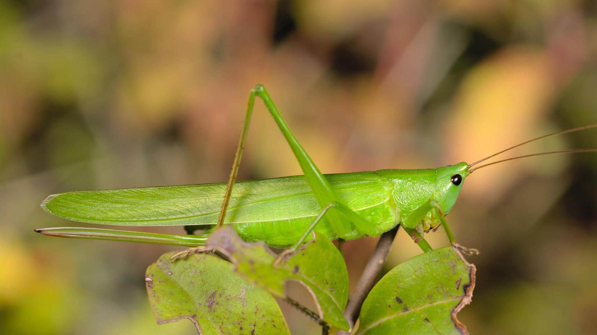 Grasshoppers might be healthy substitute for your fish meal: Study