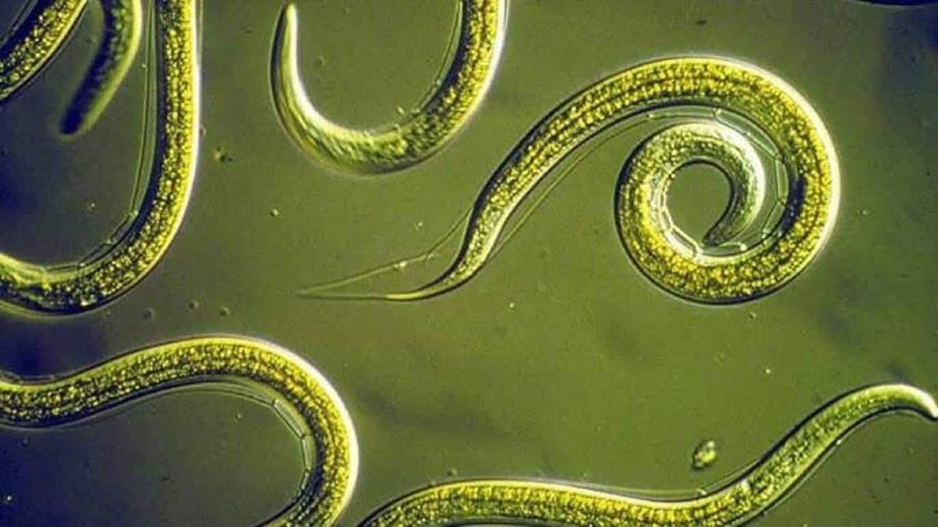 Roundworms use smell to detect harmful bacteria, study reveals