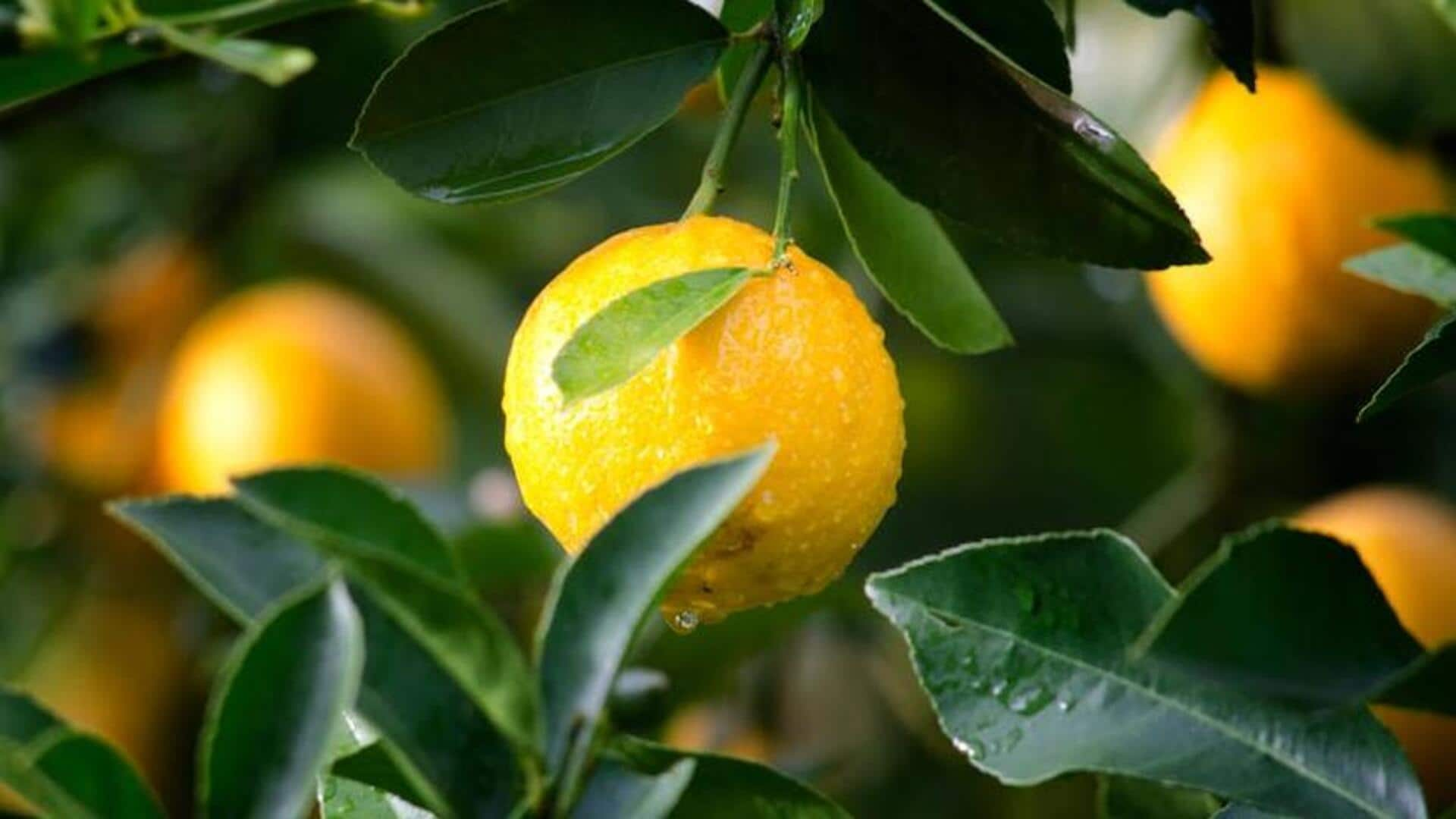 Cook with yuzu, a citrus fruit with a unique flavor