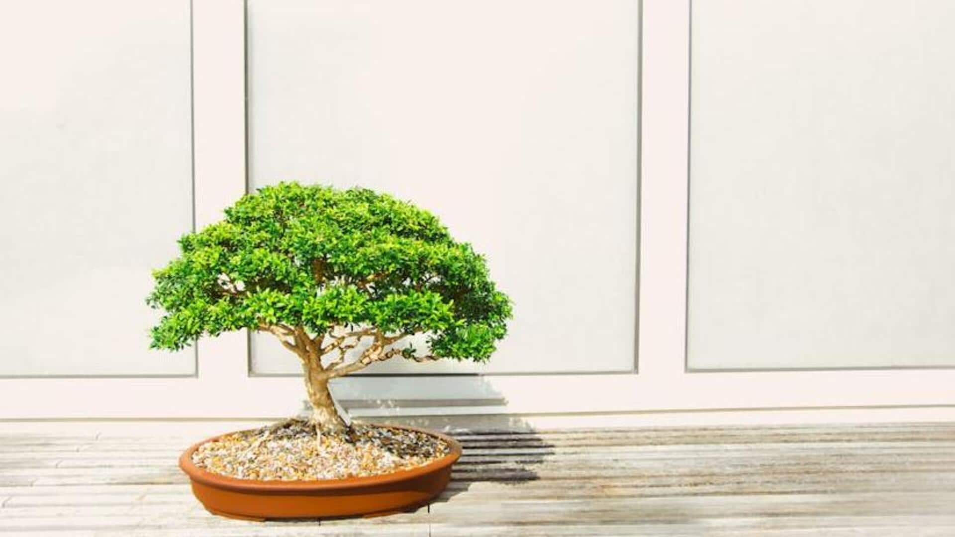 Bonsai cultivation: A timeless blend of art and science