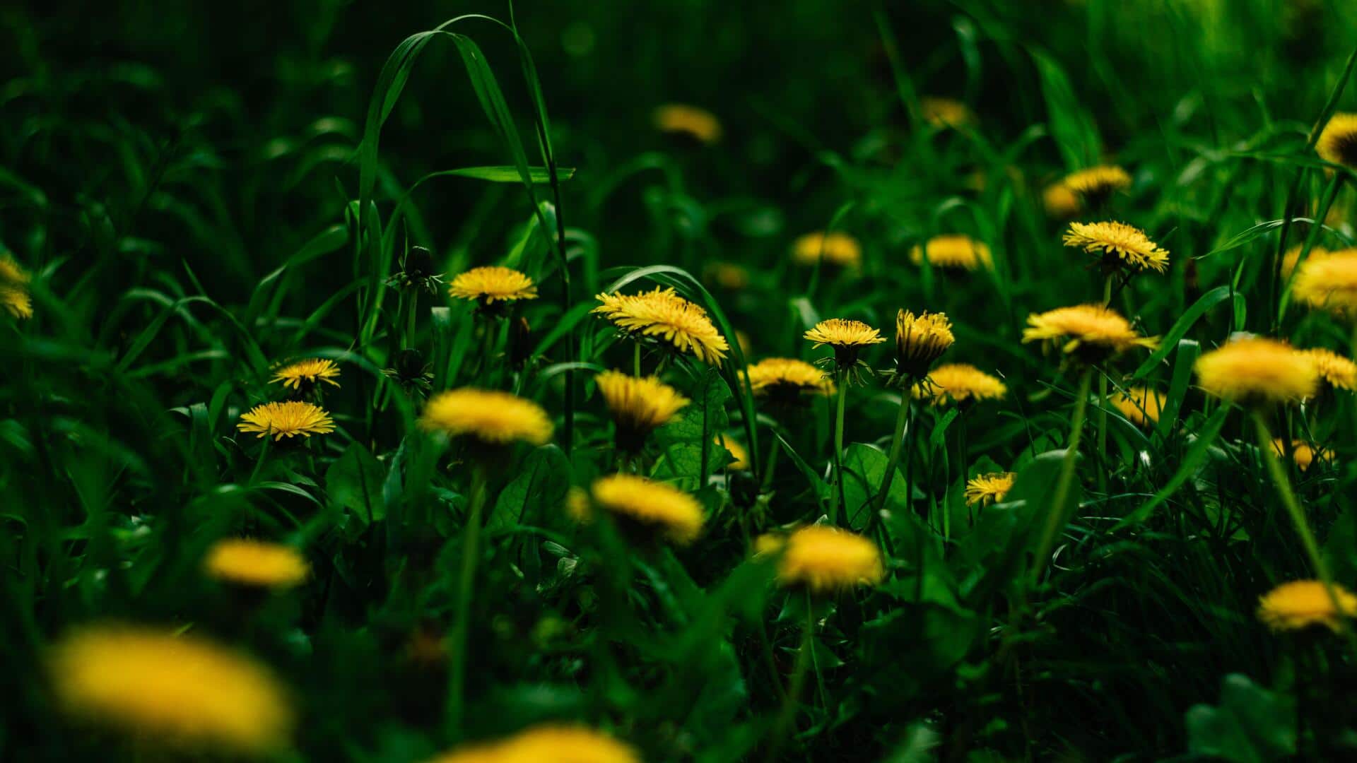 Add dandelion greens to your diet for a nutrient boost
