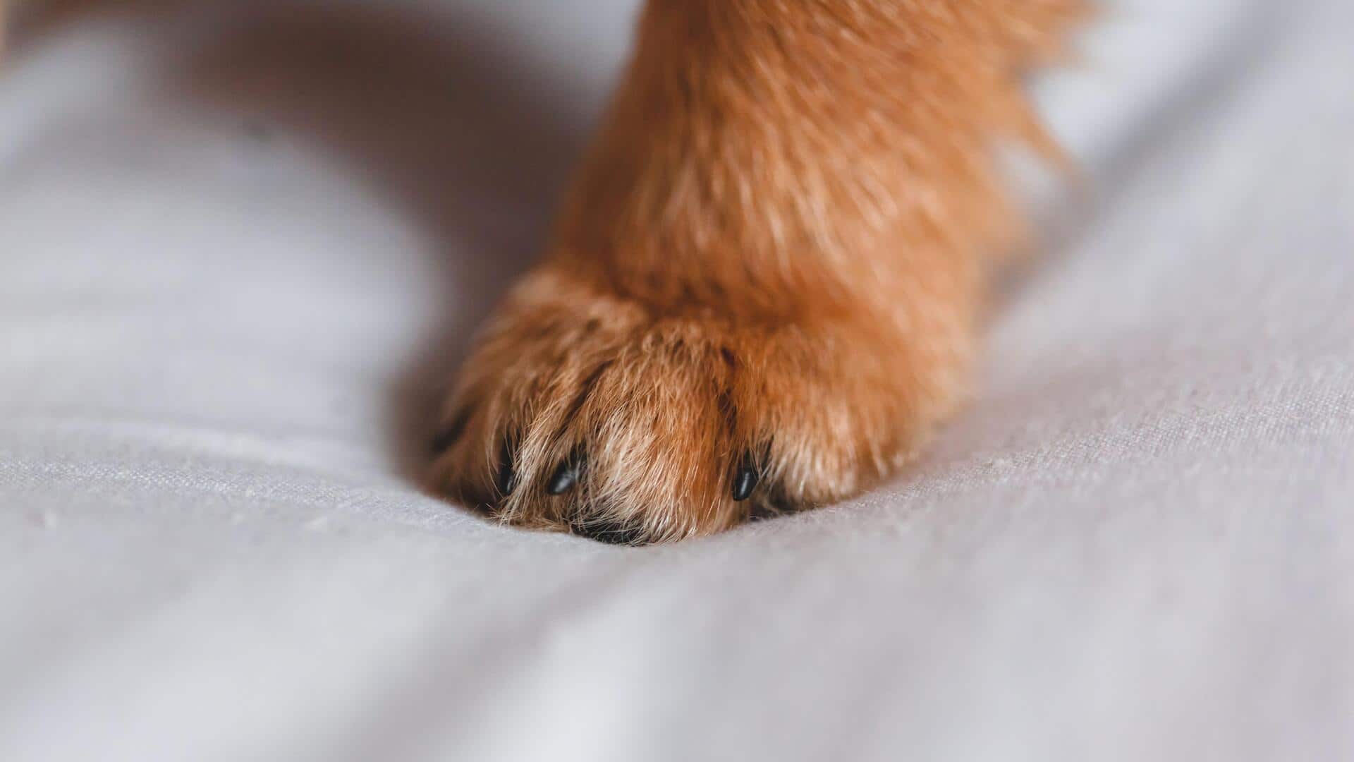 Keep your dog's paws clean with these easy tips