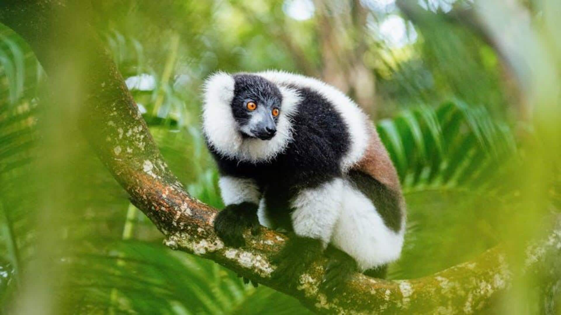 Uncovering lemur conservation in Madagascar