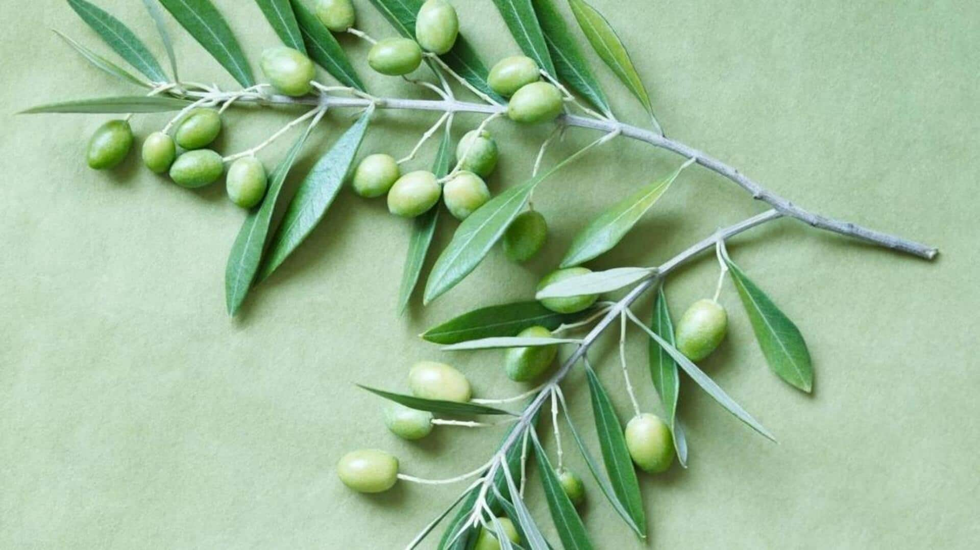 Suffering from itchy scalp? Try olive leaf