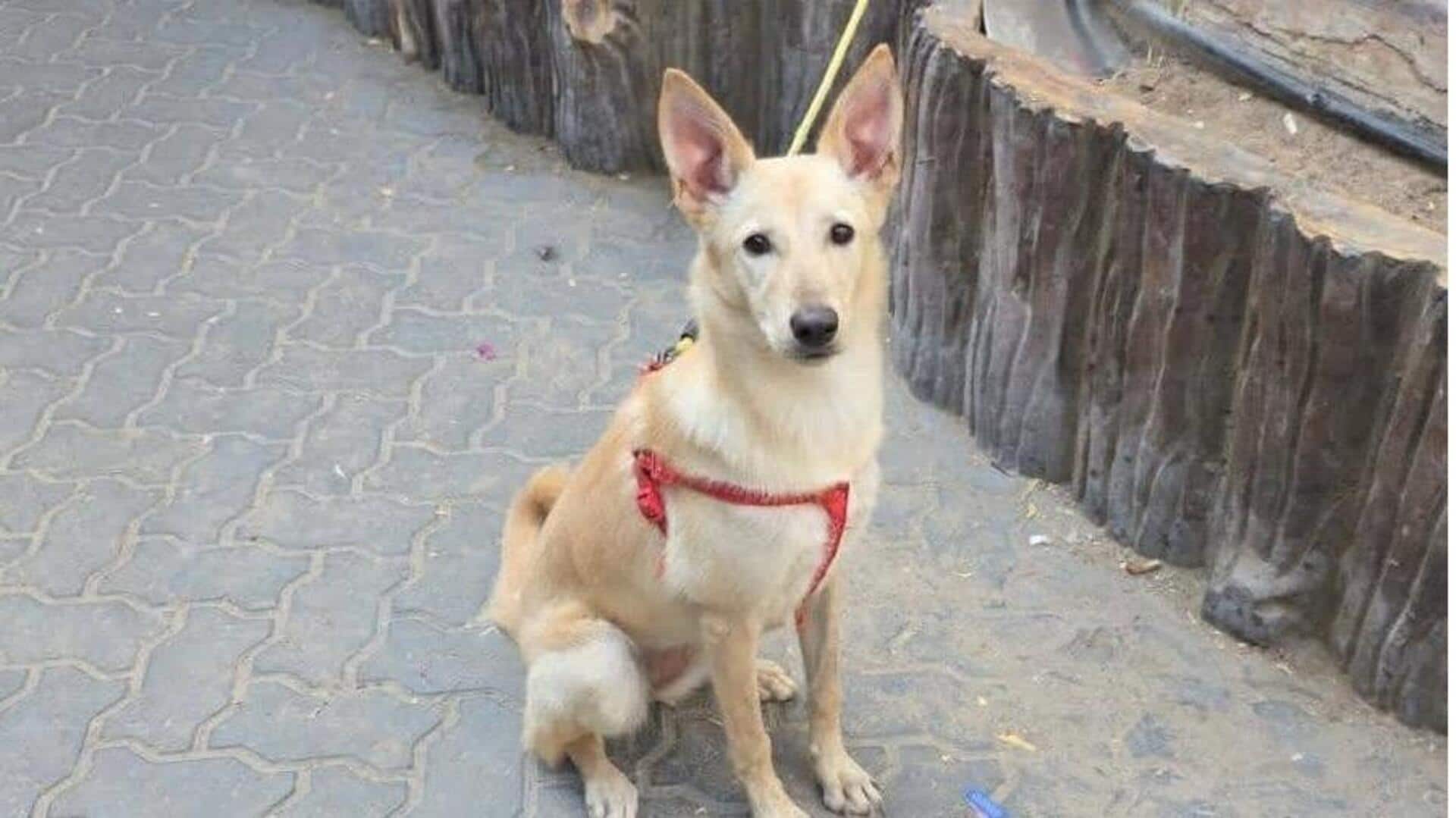 Dubai expats, influencers 'abandoning, euthanizing pets' to escape Iranian strikes 