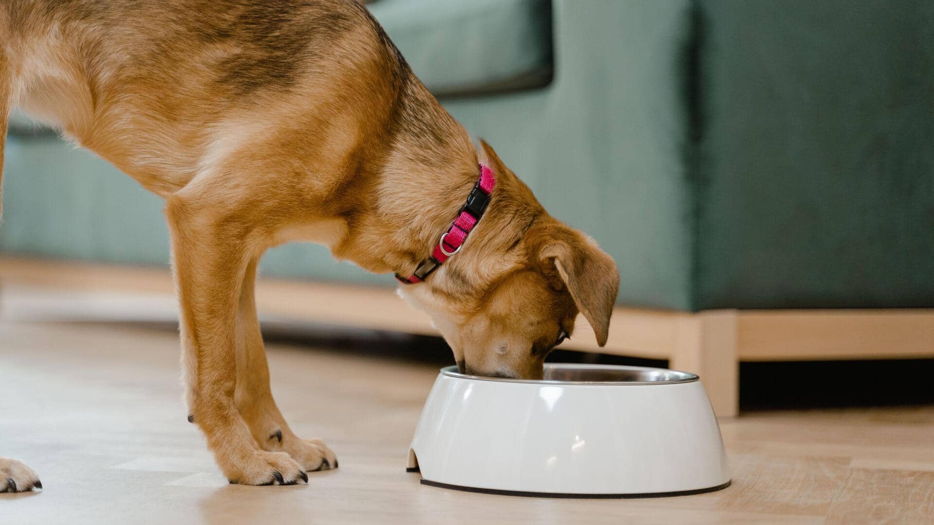 Keep your dog's water bowl area clean and dry