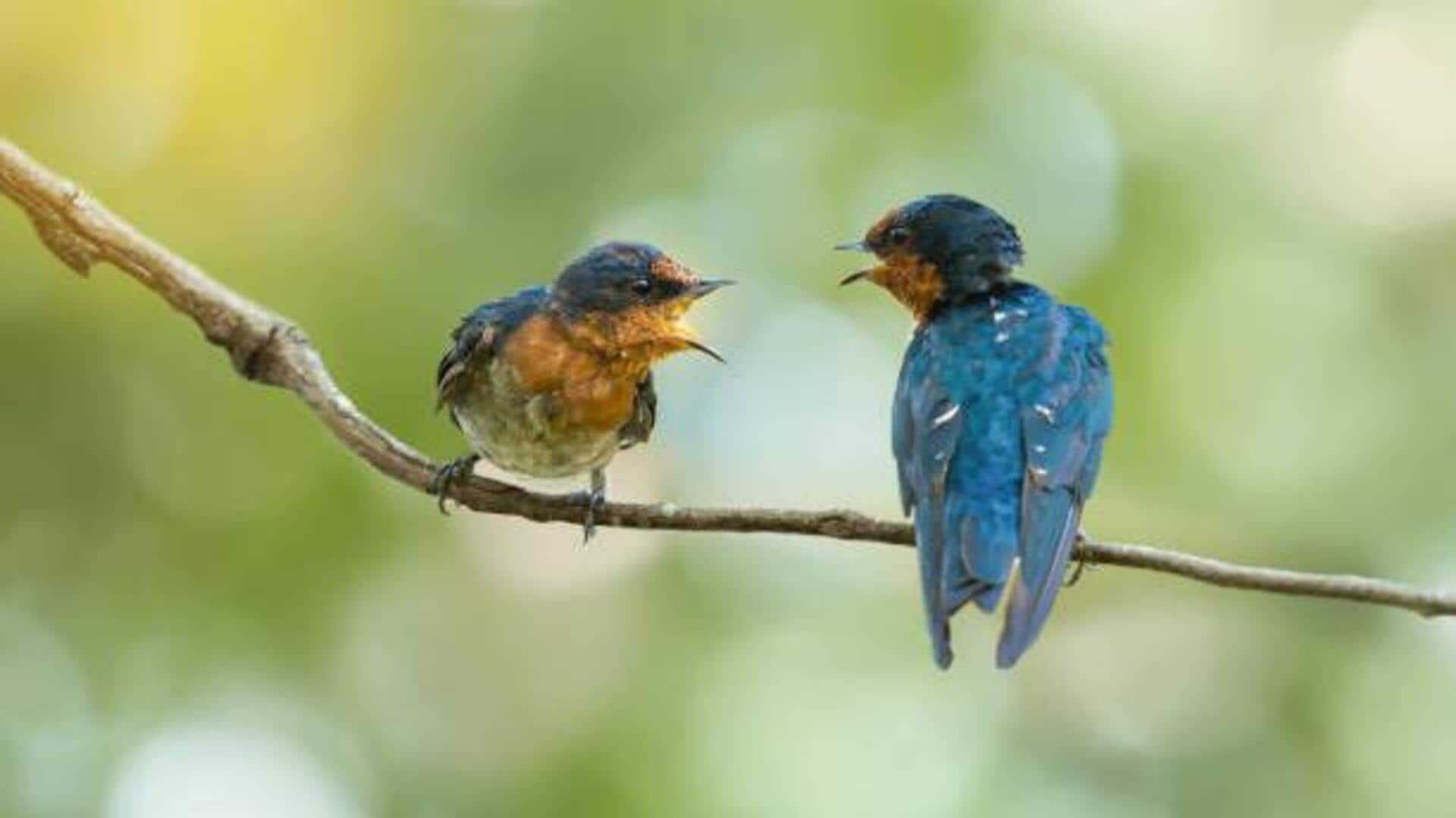 Start your day right with bird sounds Start your day right with bird sounds