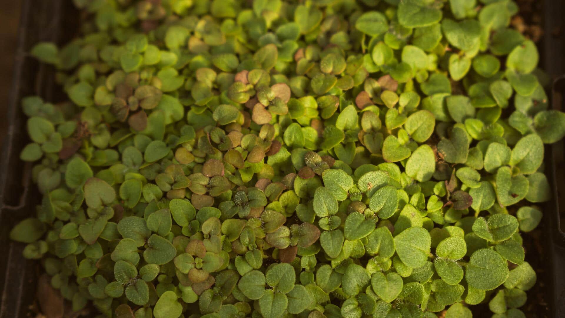 Grow fresh marjoram at home with these simple tips