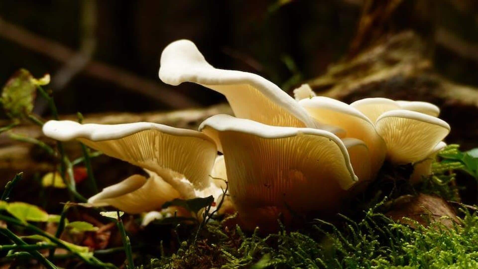 Harnessing the power of mushrooms for health and vitality