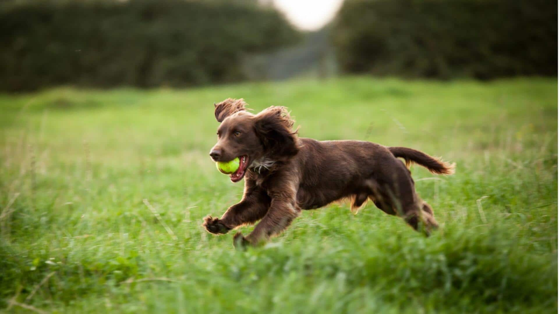 Got a Boykin Spaniel at home? Follow these care tips