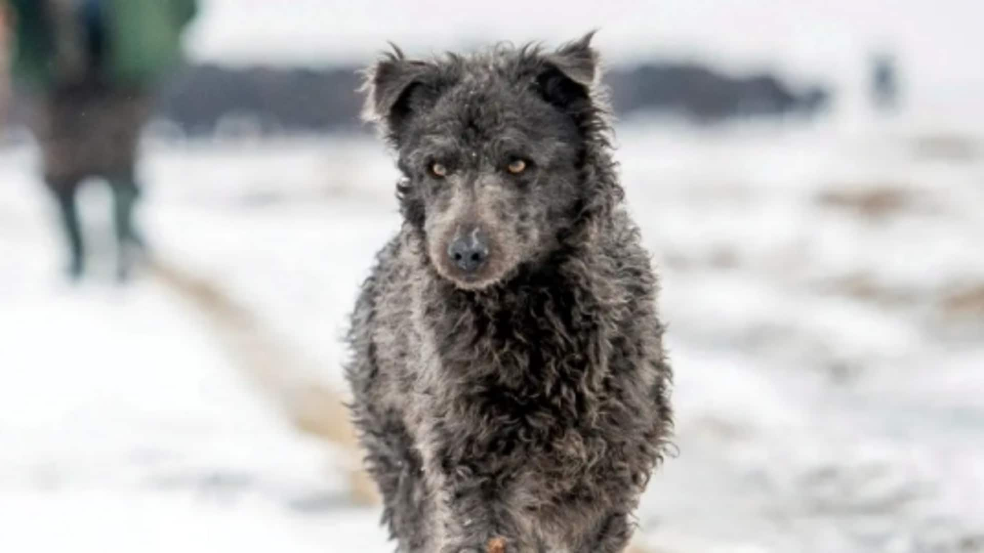 Channeling the Mudi's herding instincts