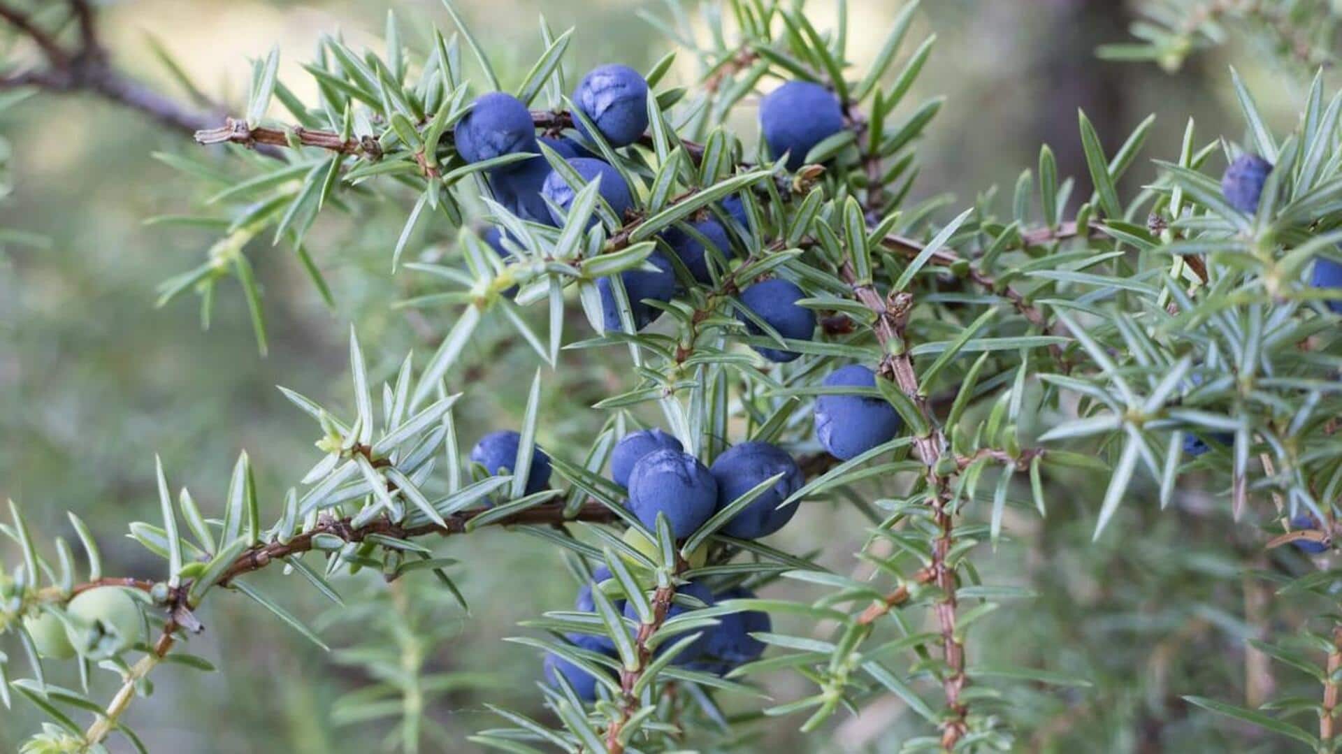 Why you must add juniper berries to your diet Why you must add juniper berries to your diet