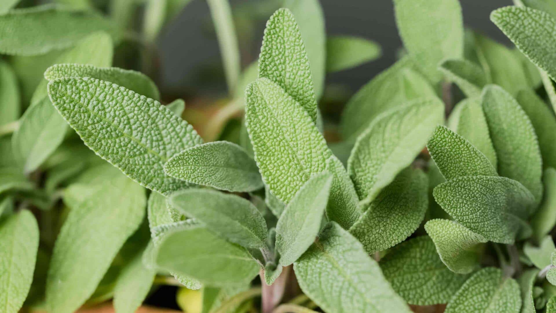 Indoor gardening 101: Tips to grow sage at home Indoor gardening 101: Tips to grow sage at home