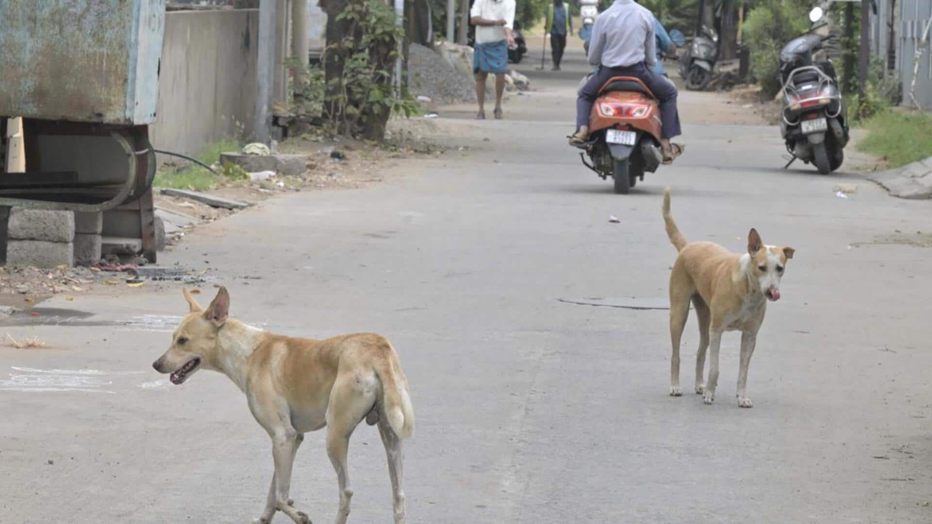 Four-year-old's scalp ripped off after brutal attack by stray dog 