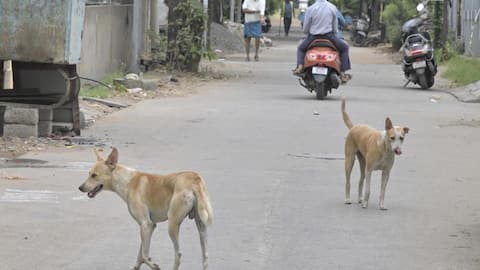 Four-year-old's scalp ripped off after brutal attack by stray dog 