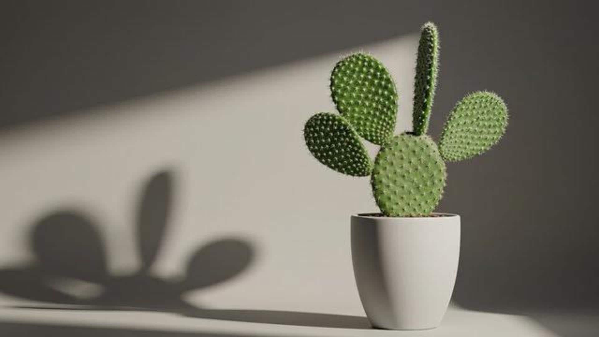 How to grow prickly pear cactus indoors