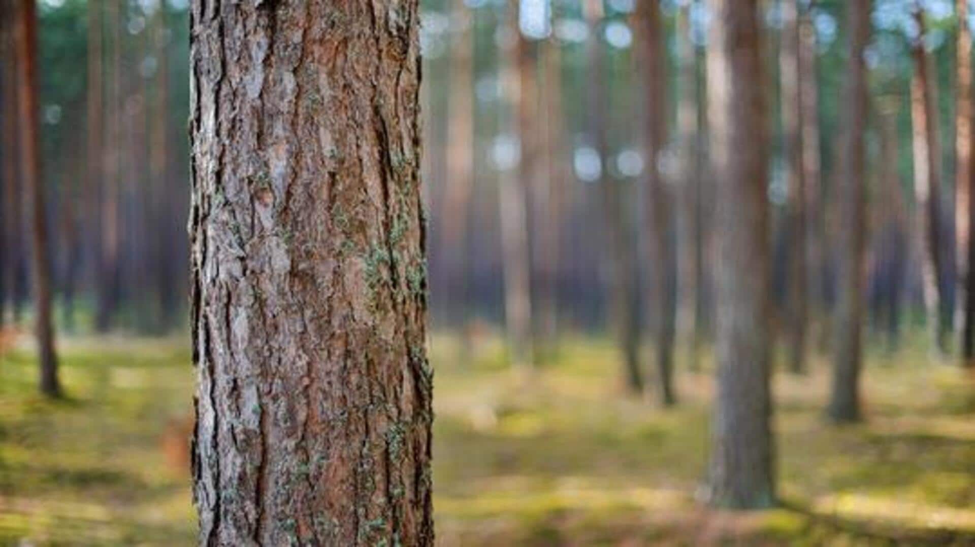 Why you should know about baobab bark