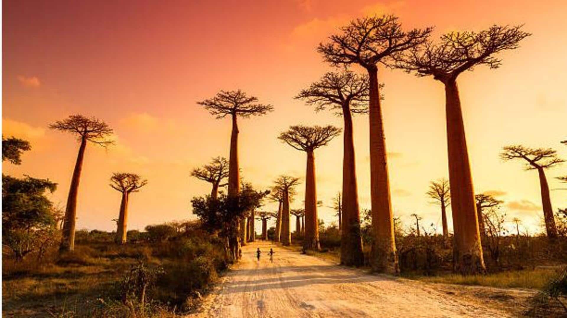 Why baobab trees are worth exploring Why baobab trees are worth exploring