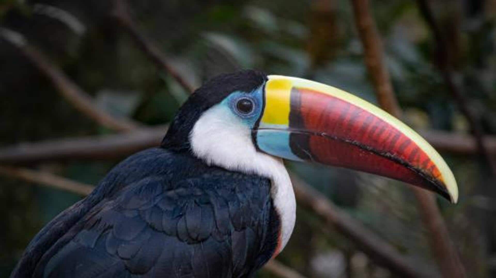 Why Madagascar is a paradise for wildlife lovers 