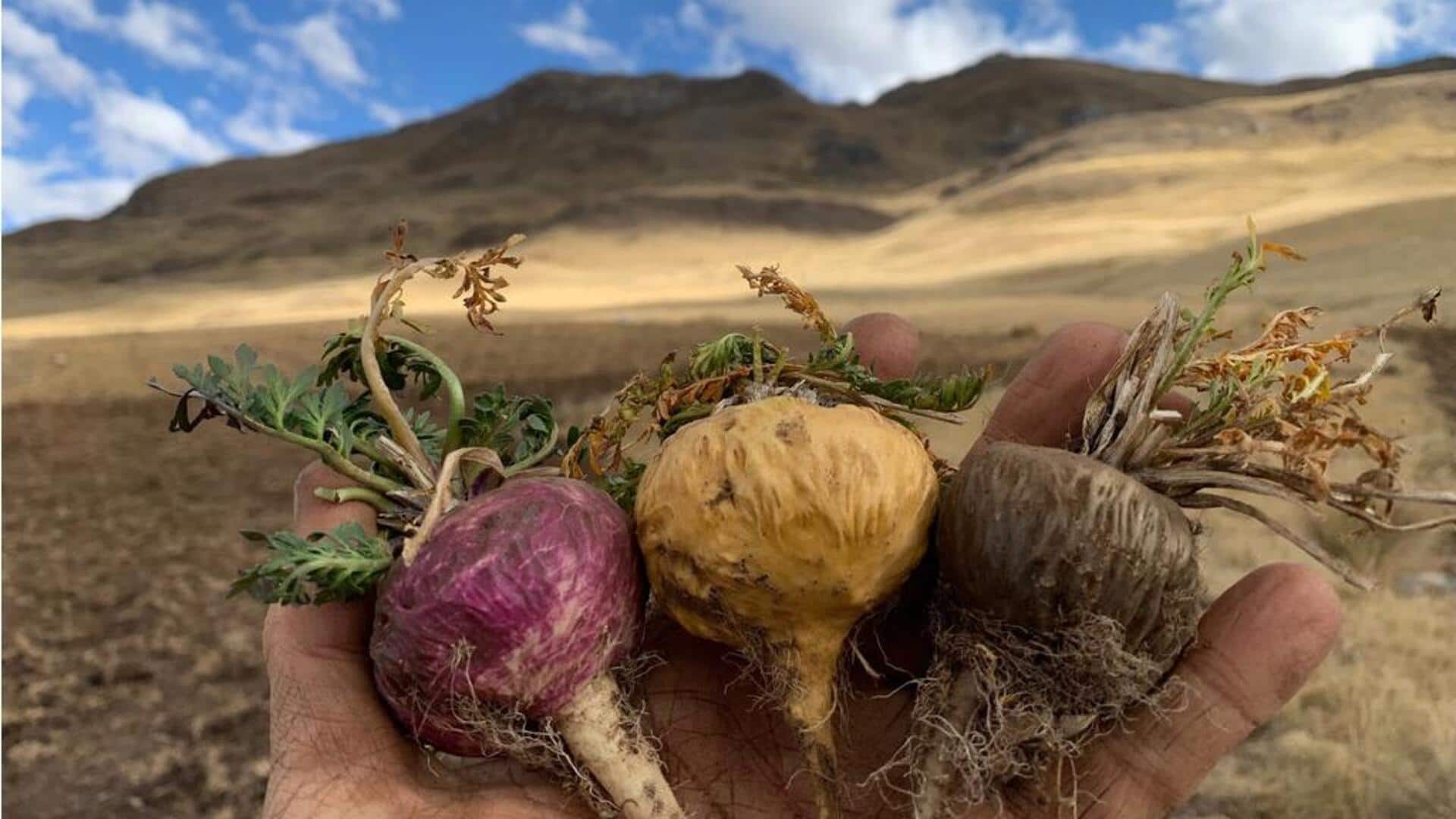 Maca root: A Peruvian superfood everyone needs!