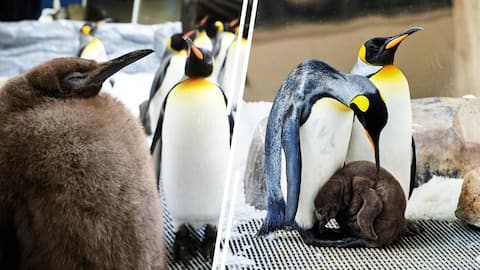 Meet Pesto, an oversized penguin from Australia captivating the internet